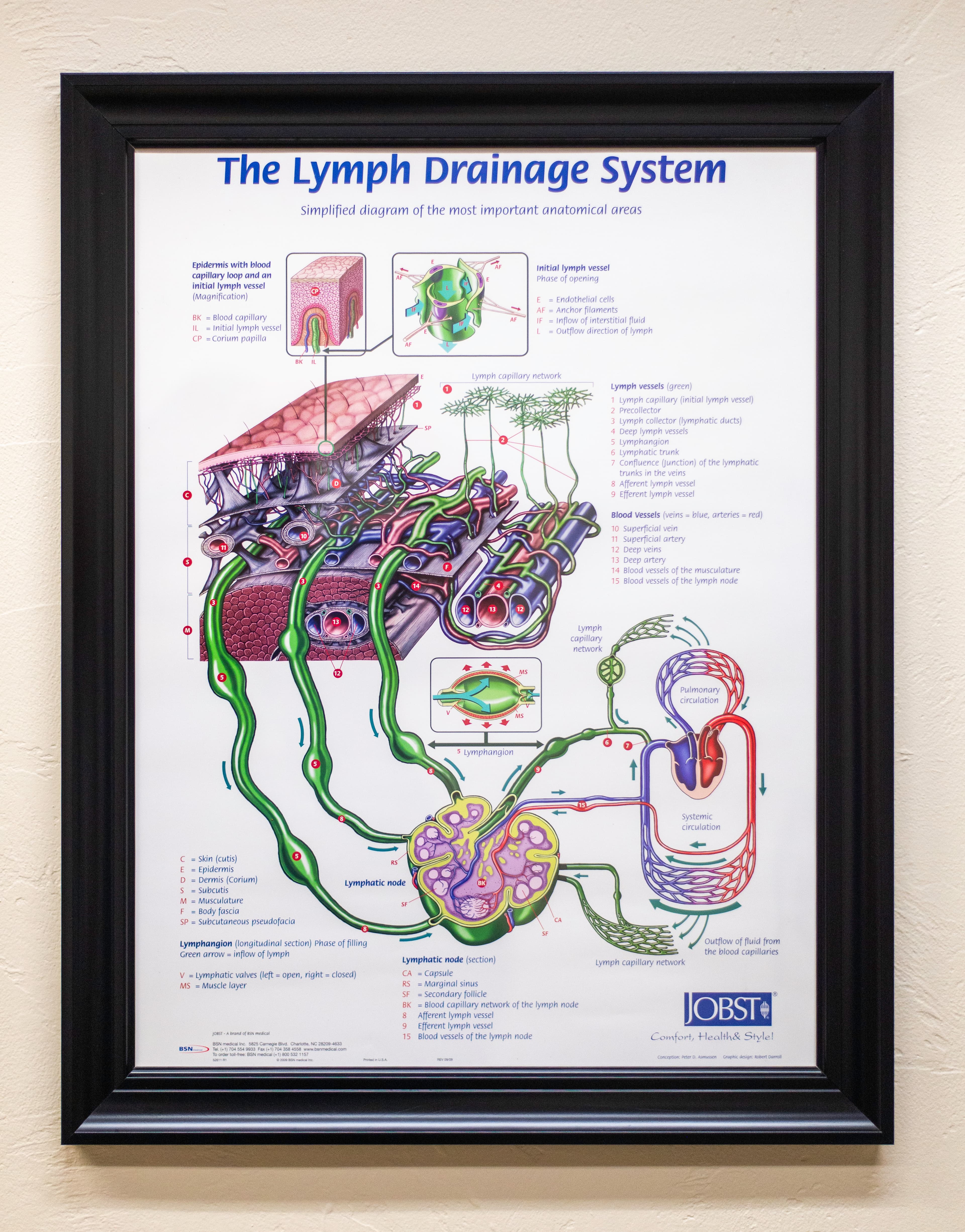 A framed illustration titled "The Lymph Drainage System" which depicts an overview of the lymphatic system.